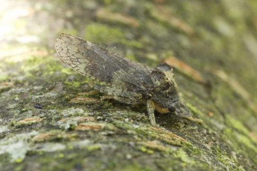 Ledra aurita